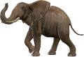 elefant_147