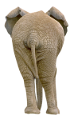 elefant_149