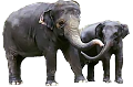 elefant_150