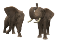 elefant_151