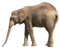 elefant_152