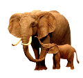 elefant_153