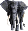 elefant_154