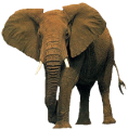 elefant_155