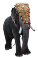 elefant_156