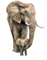 elefant_157