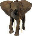 elefant_158