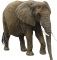 elefant_159