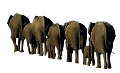 elefant_160