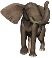 elefant_161