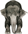 elefant_162
