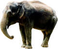 elefant_164