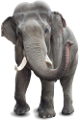 elefant_166