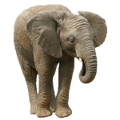elefant_167