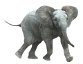 elefant_173