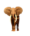 elefant_176