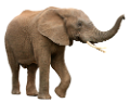 elefant_177
