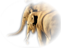 elefant_182