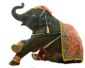 elefant_185