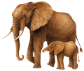 elefant_186