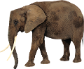 elefant_187
