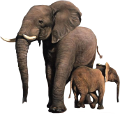 elefant_188
