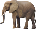 elefant_190