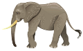 elefant_194