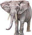 elefant_197