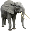 elefant_199