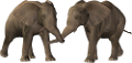elefant_2