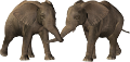 elefant_201
