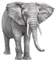 elefant_204