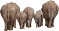 elefant_206