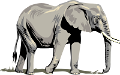 elefant_207