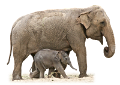 elefant_208