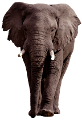 elefant_209
