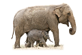 elefant_211