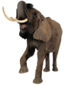 elefant_25