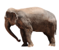 elefant_3