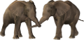 elefant_30