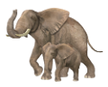 elefant_32
