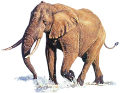 elefant_35