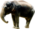 elefant_38