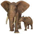 elefant_40