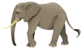 elefant_41