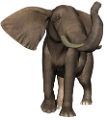 elefant_44