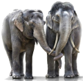 elefant_5