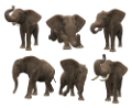 elefant_52