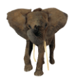 elefant_53